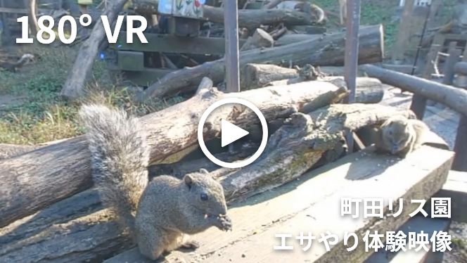 180度VR町田リス園エサやり体験映像