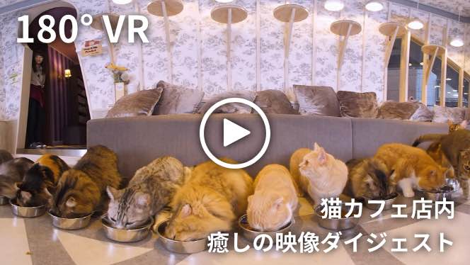 猫カフェ店内　癒しの映像ダイジェスト
